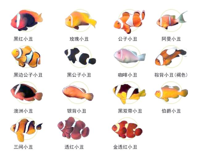 鲹科燕鱼魟类等海洋生物（水族馆动物分类）