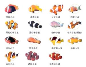 鲹科燕鱼魟类等海洋生物（水族馆动物分类）
