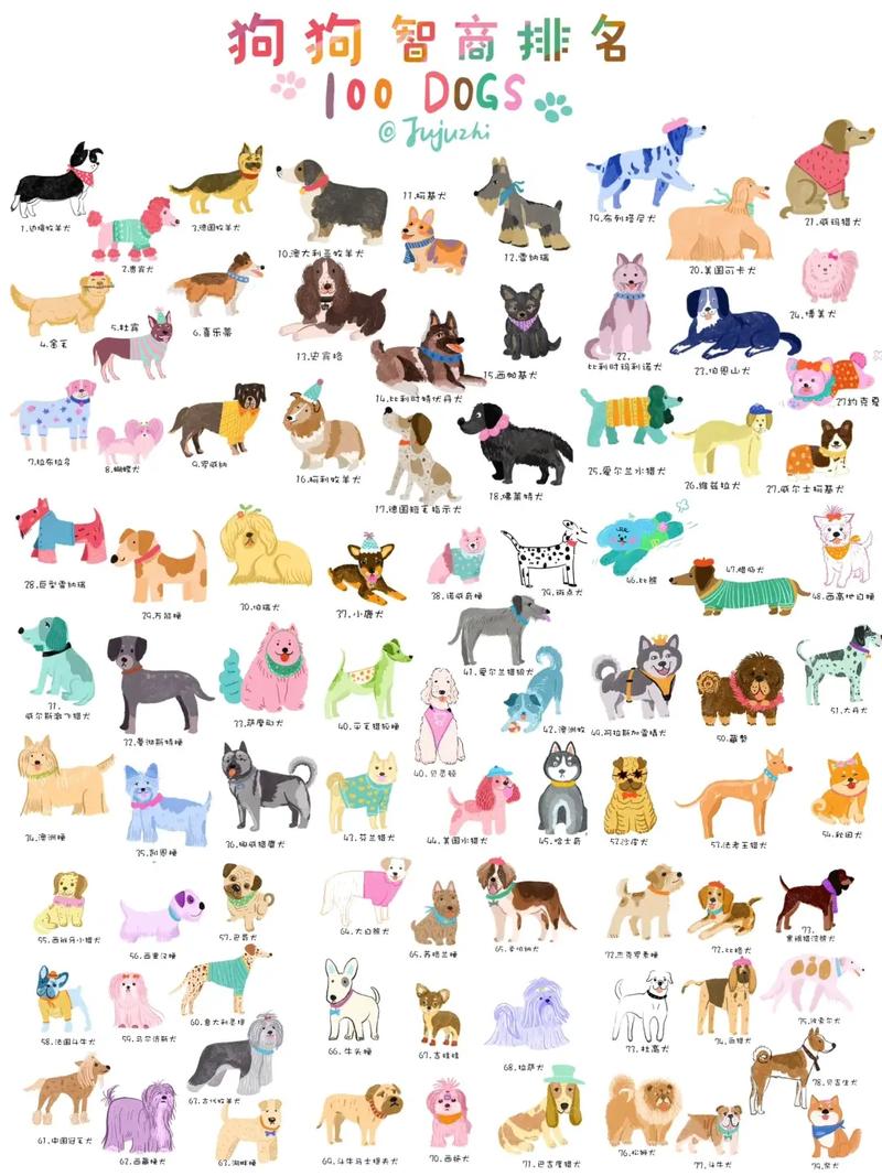 边境牧羊犬居首，贵宾等紧随！（聪明狗狗排行榜）