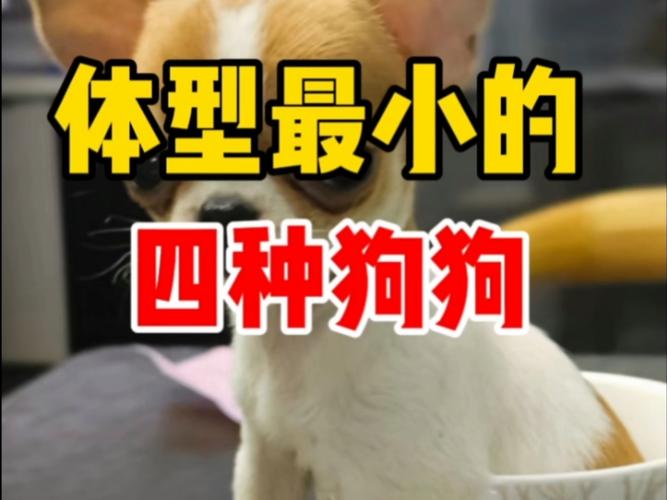 吉娃娃到法国斗牛犬（小体型狗狗）