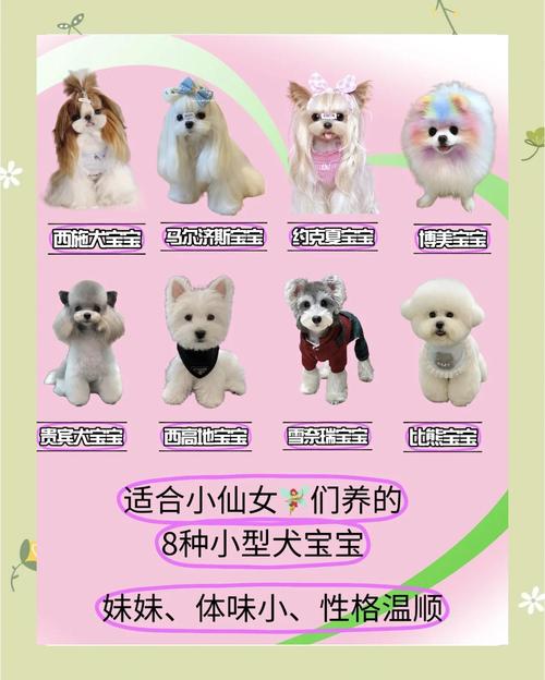 迷你狗图片可爱逼真，手机电脑屏保佳选！（迷你狗图片可爱）