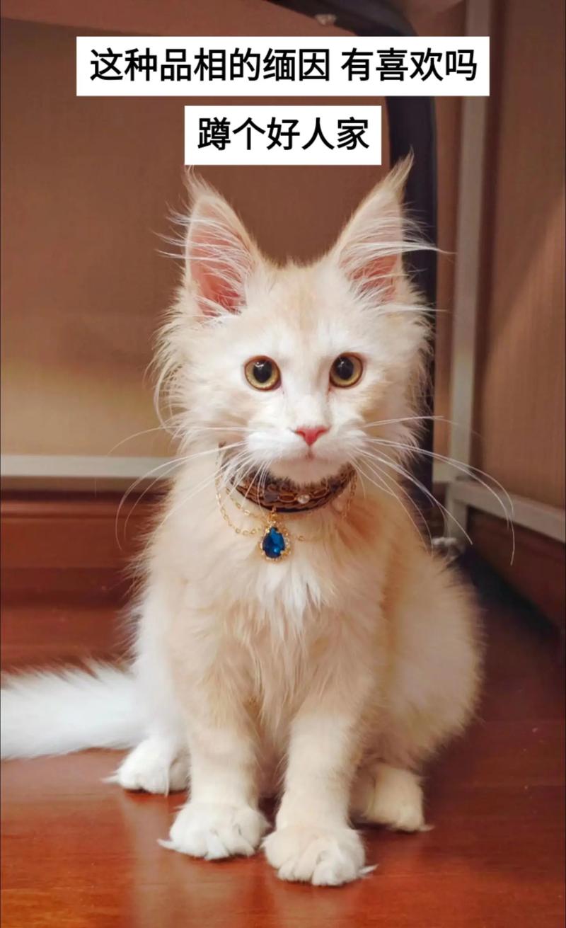 布偶折耳波斯猫推荐（什么猫最粘人，最温顺，又不怕生）