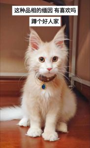 布偶折耳波斯猫推荐（什么猫最粘人，最温顺，又不怕生）