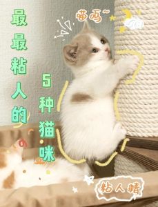 布偶暹罗无毛狸花，哪个最适合你？（哪种猫咪最温顺最粘人）