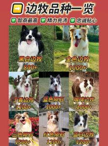 科学揭示聪明犬种（狗的智商排行榜）