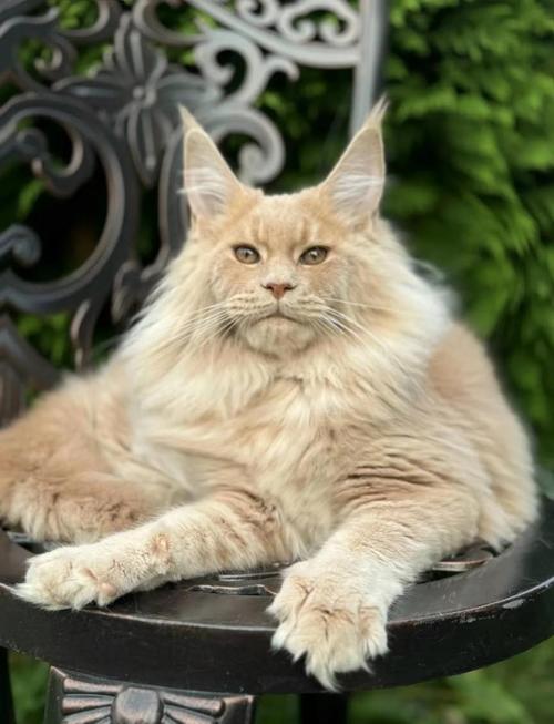 本土缅因蓝猫短毛田园猫，适合你的才是最好的！（什么猫最温顺又好养）