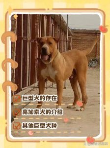 威严护卫与温顺宠物的魅力世界（巨型狗狗品种大全）