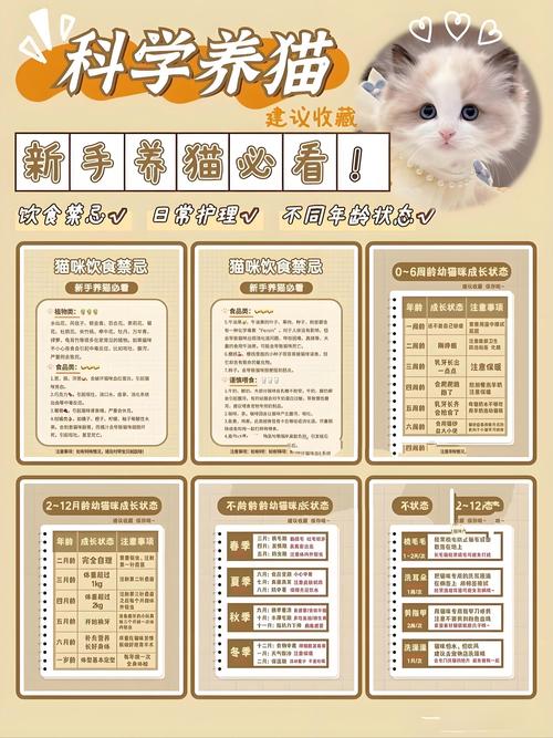 新手养宠注意科学喂养健康防护环境适应互动（新手养狗猫必看40条注意事项）