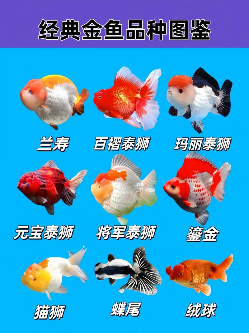 龙睛高头珍珠，怎么选？