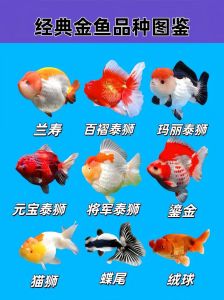 龙睛高头珍珠，怎么选？