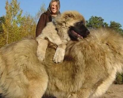 巨型犬温顺，养犬需负责（大体型宠物狗）