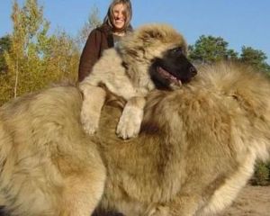 巨型犬温顺，养犬需负责（大体型宠物狗）