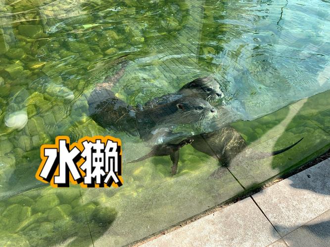 水中动物大，探索奇妙水下世界（水中动物的种类）