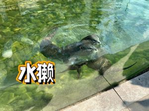 水中动物大，探索奇妙水下世界（水中动物的种类）