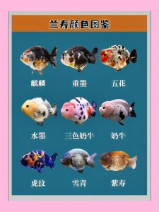 金鱼品种多，龙睛珍珠鹤顶红，各有特色真奇妙！（金鱼有哪些常见的品种）
