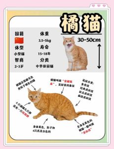温顺猫咪品种介绍，折耳需关注健康（哪种猫性格最温顺）