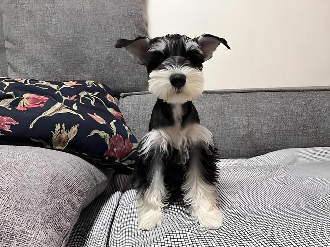 聪明粘人惹人爱！（宠物狗小型犬图片）