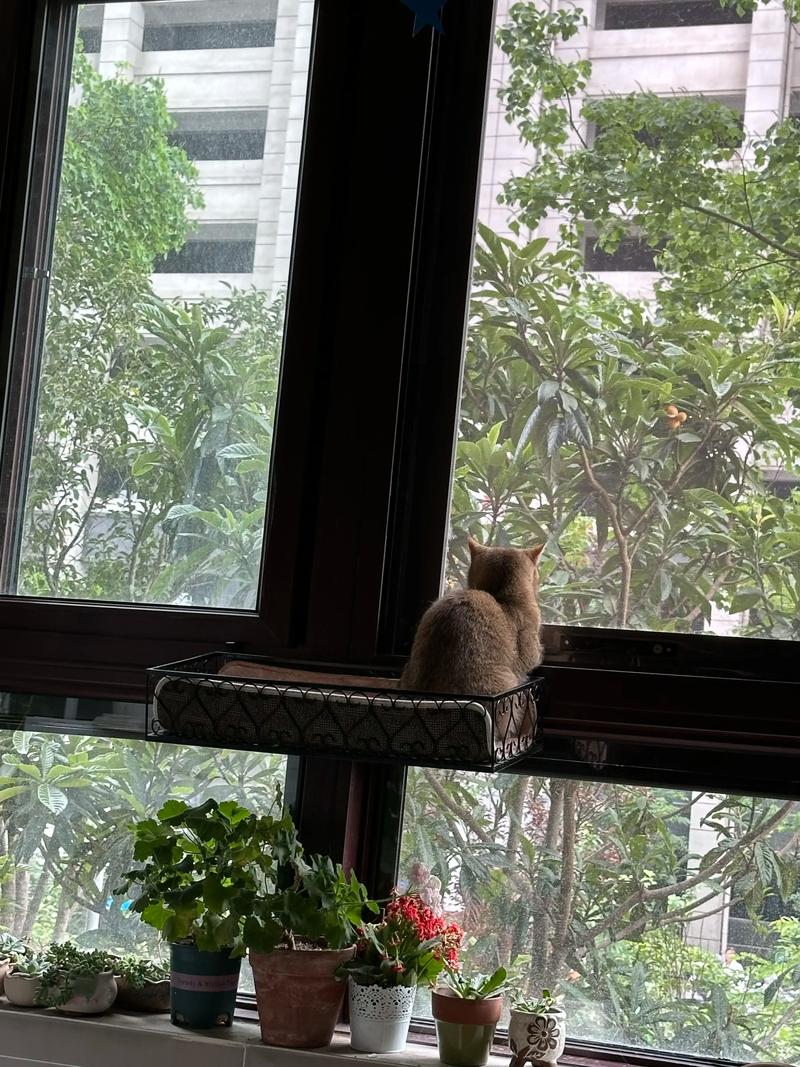 好奇看窗外，享受阳光好时光（为啥布偶猫喜欢趴在窗户边看外面）