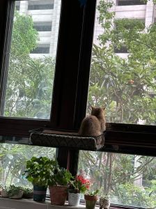 好奇看窗外，享受阳光好时光（为啥布偶猫喜欢趴在窗户边看外面）