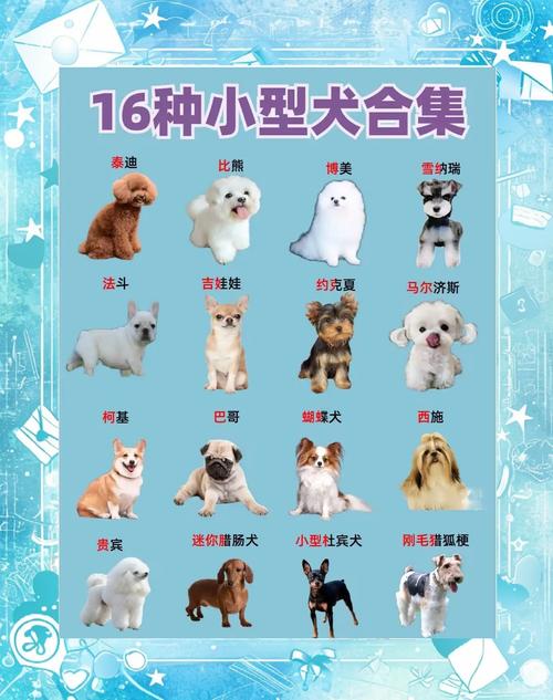小型犬可爱多样，适合城市生活，聪明易养（宠物狗小体型品种大全）