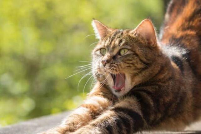 推荐性格亲人打理简单的猫咪品种（宠物猫排行榜前十名）