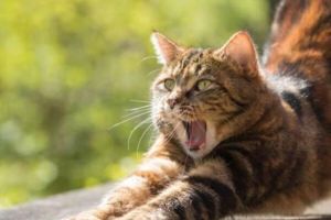推荐性格亲人打理简单的猫咪品种（宠物猫排行榜前十名）