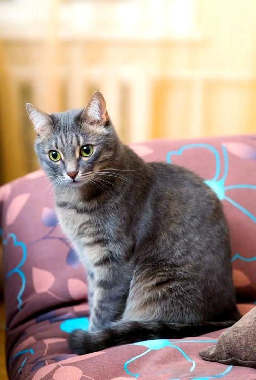 10种温顺猫咪推荐，陪你快乐每一天！（全球十大最温顺猫咪）