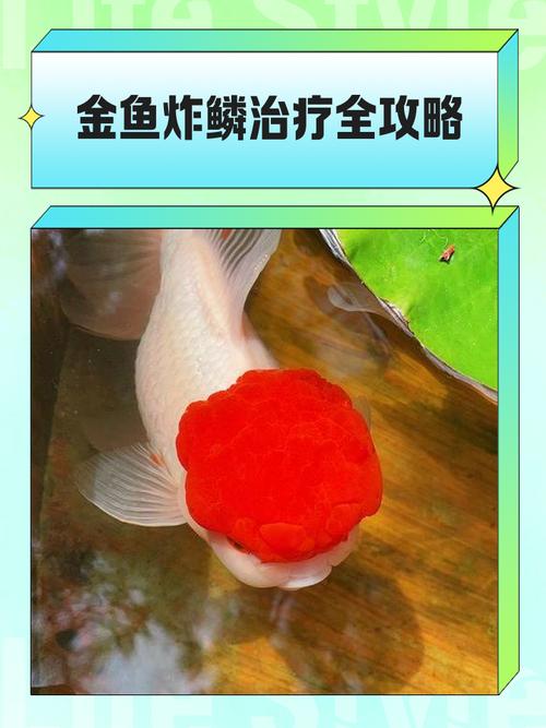 鱼鳞竖立像松果，小心高死亡率！（观赏鱼炸鳞图片大全）