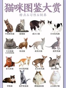 猫咪性格各异超可爱！（最萌的猫咪十大排名）