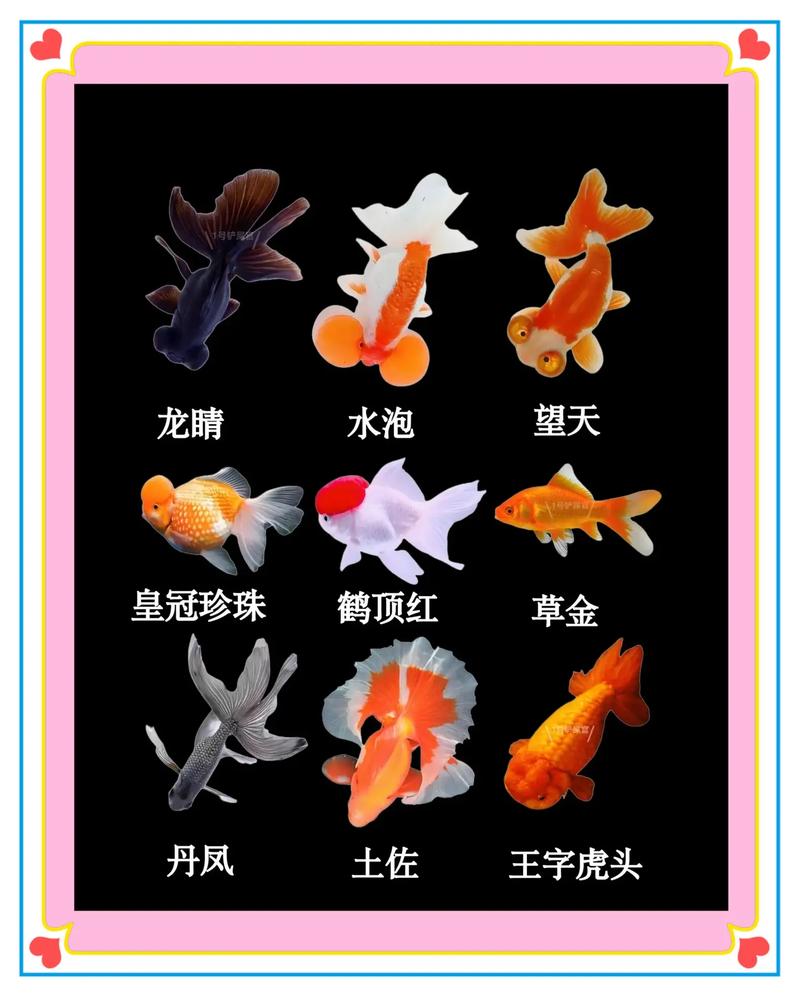 金鱼种类多，养好需注意细节（不同品种的金鱼图片）