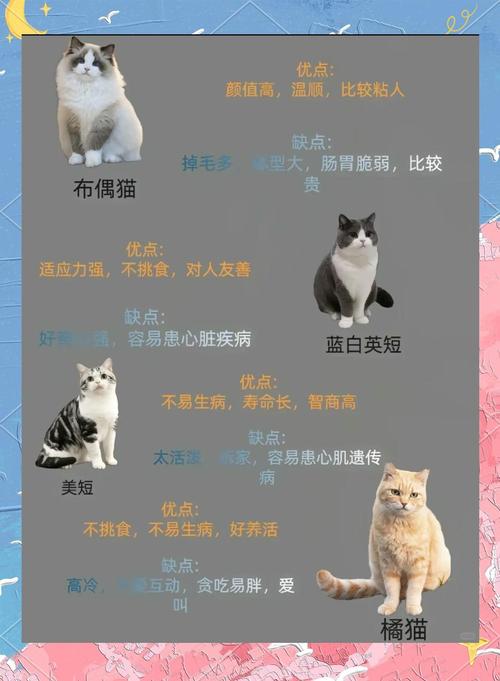 选性格好幼猫，看品种多互动，选只粘人小宝贝（如何挑选性格好的幼猫）