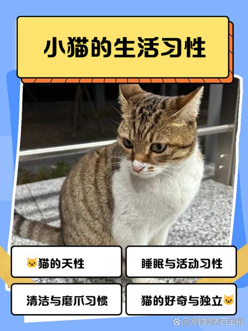 选温顺猫如布偶，科学喂养常互动，健康快乐是家人（小伙分享温顺猫咪饲养经验）