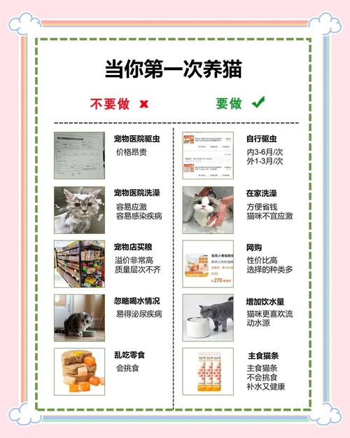 波斯猫饲养注意饮食长毛护理及健康监测（中东波斯猫的饲养注意事项）