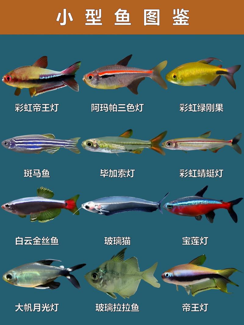 10种好看易养的小型观赏鱼推荐（十大最美小型观赏鱼图）