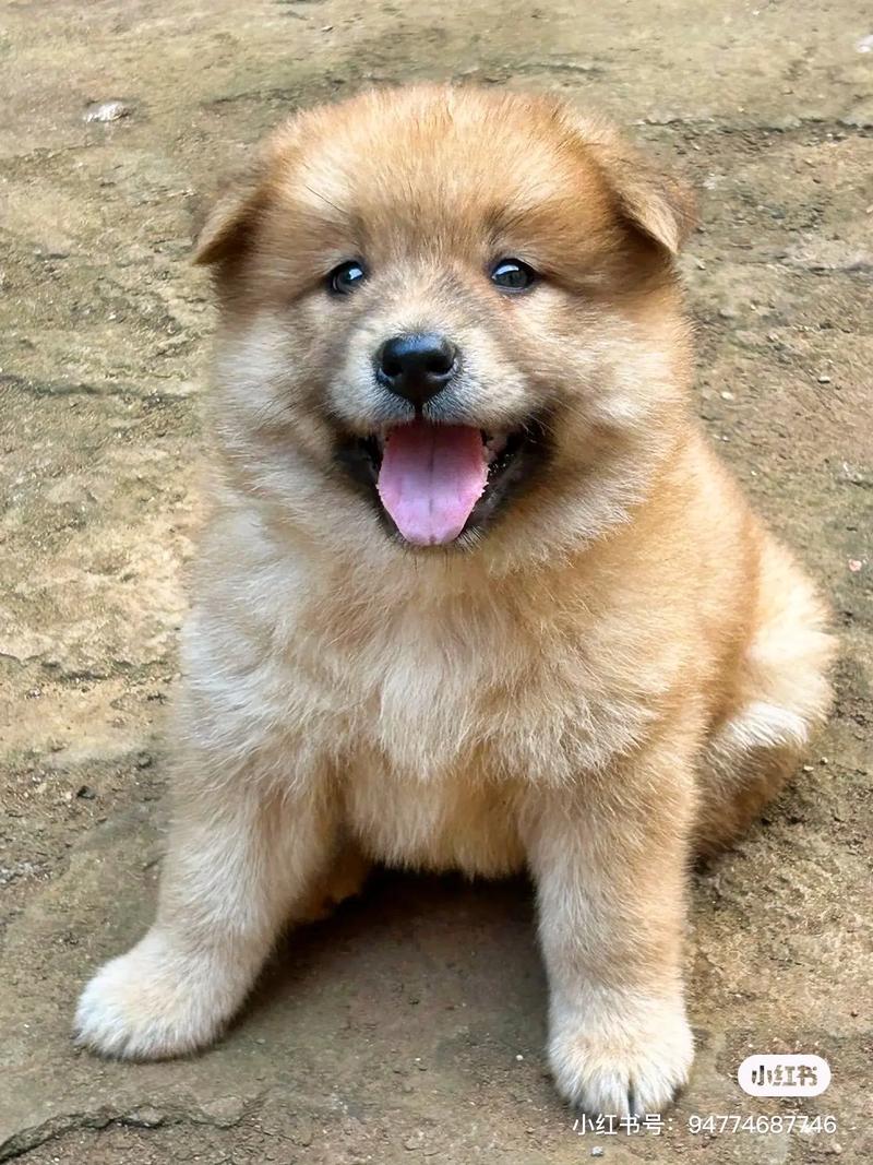 小型犬好养？贵宾吉娃娃比熊博美饲养注意！（什么狗狗长不大又好养）