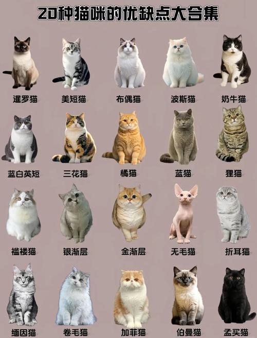 温顺猫咪推荐及养护小贴士（什么猫咪性格温顺不调皮）