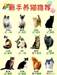 温顺黏人波斯猫？独立憨厚英短？（什么猫性格最温顺）