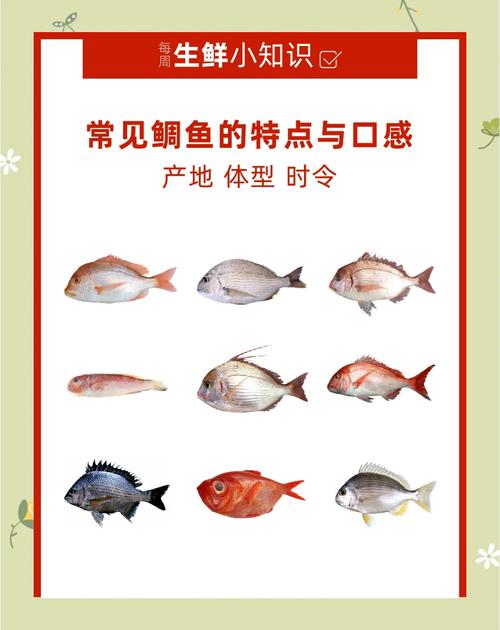 鲜美海鱼王 鲷鱼，健康美味（鲷鱼属于什么档次的鱼）