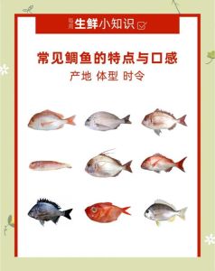 鲜美海鱼王 鲷鱼，健康美味（鲷鱼属于什么档次的鱼）