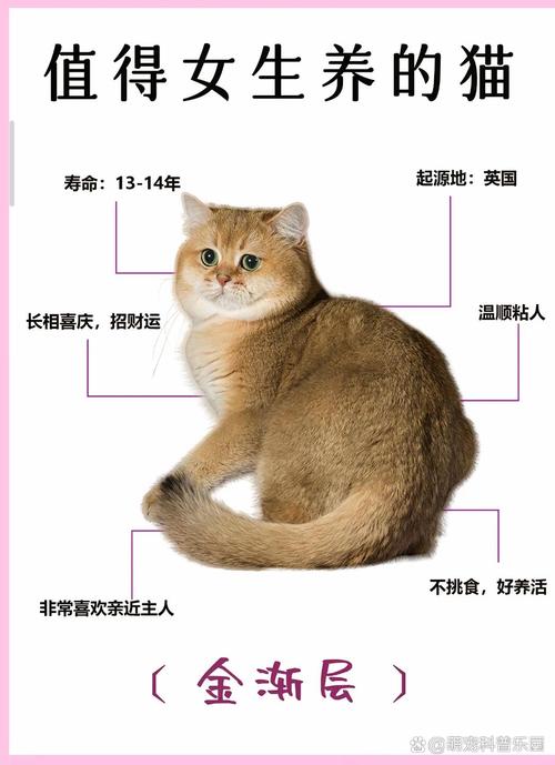 性格温顺好伙伴（什么品种的猫咪最温顺）