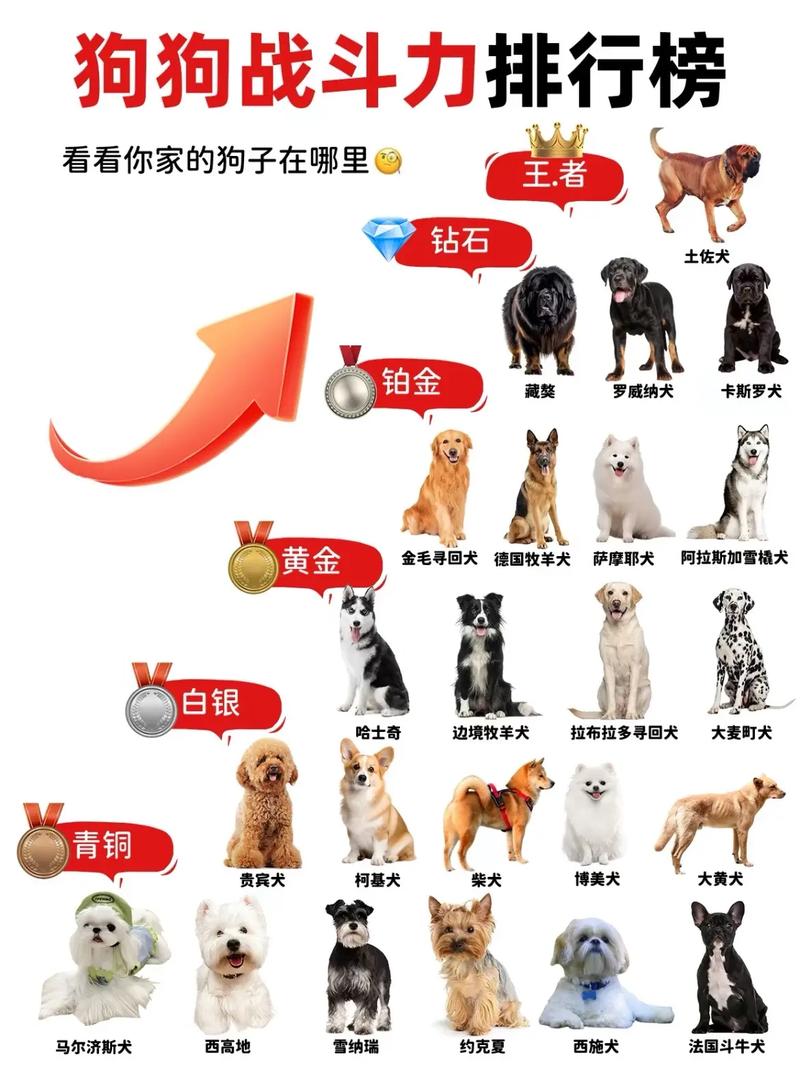 拉布拉多居首，贵宾金毛受欢迎（宠物狗十大排行榜）