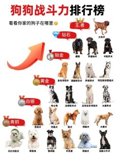 拉布拉多居首，贵宾金毛受欢迎（宠物狗十大排行榜）