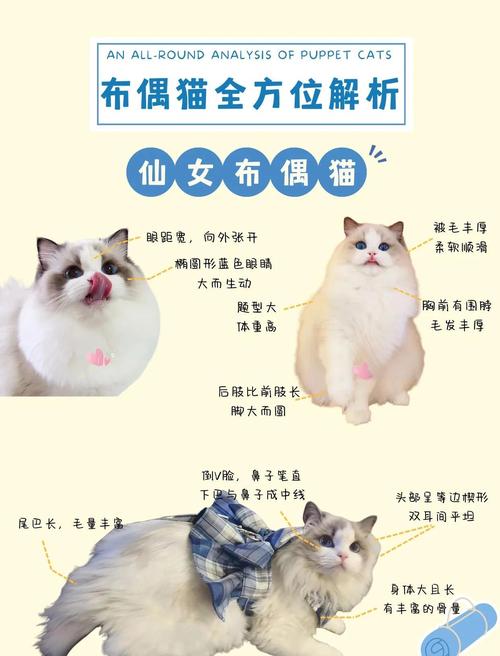 英短美短异国布偶（哪些猫咪性格温顺）