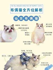 选温顺猫？布偶英短异短缅因猫都不错（哪种宠物猫性格温顺）