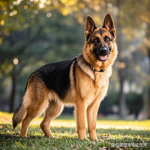全球犬种超500种，认证差异大，贵宾金毛受欢迎（各种狗图片大全大图）