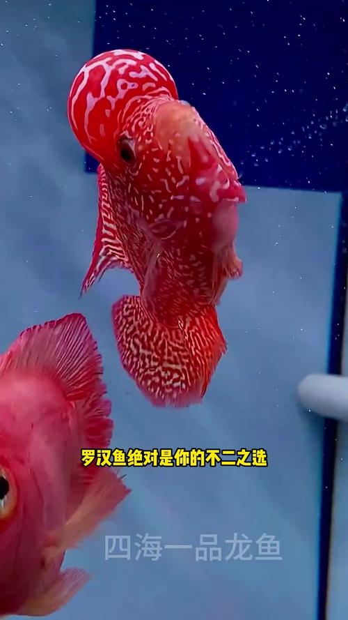 棒棒糖神仙蝴蝶等，水中瑰宝（观赏鱼什么最稀缺漂亮。）
