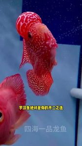 棒棒糖神仙蝴蝶等，水中瑰宝（观赏鱼什么最稀缺漂亮。）