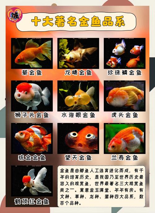 红白花龙睛鹤顶红黑龙睛和红龙睛（金鱼品种大全及图解）
