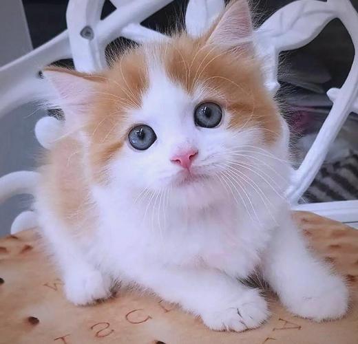 粘人亲家，小户型优选（中小体型的猫咪）