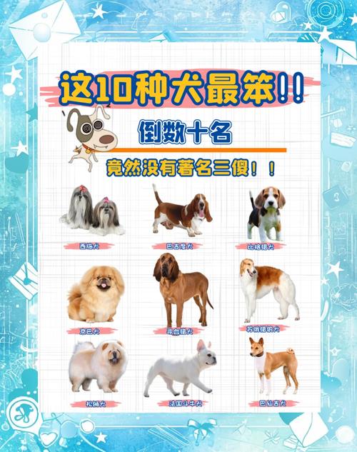 边牧聪明需陪伴，养狗责任大！（狗狗智商排名榜100名）